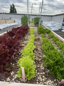Lettuces growing in a garden bed